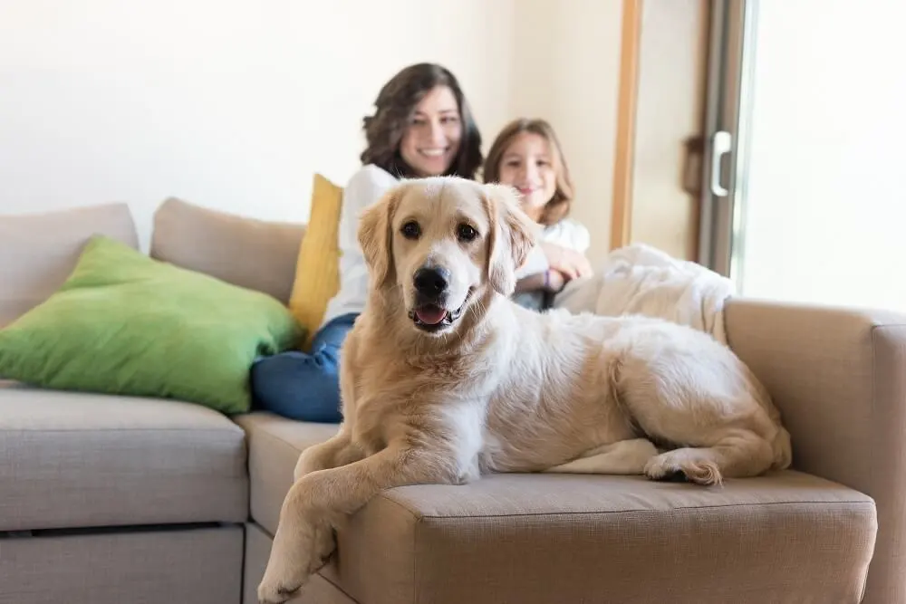 The Best Cleaning Services for Pet Owners