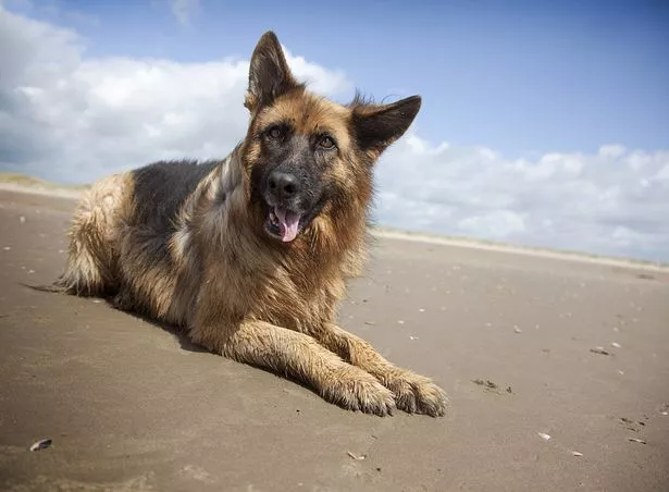 How to Keep Your Pet Safe During Summer Heat Waves