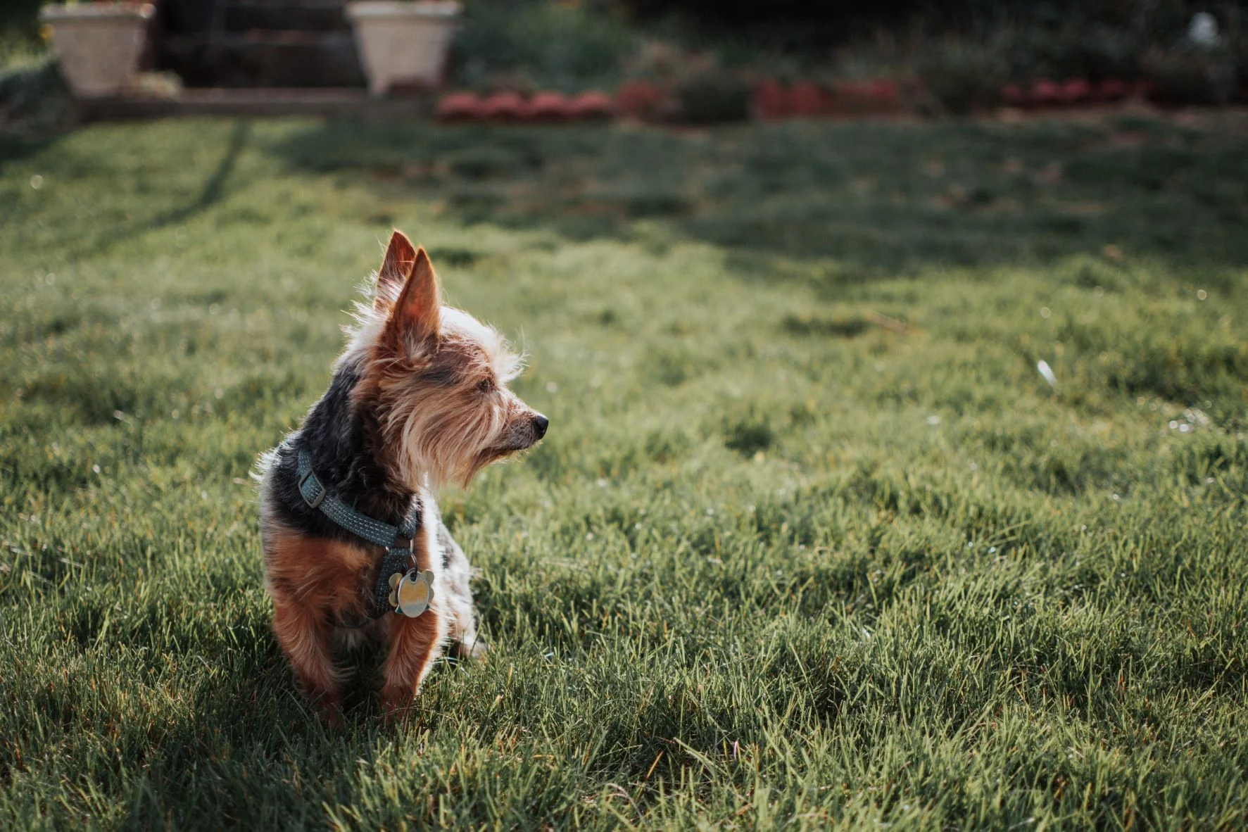 The Best Pet-Friendly Outdoor Spaces in Your Area
