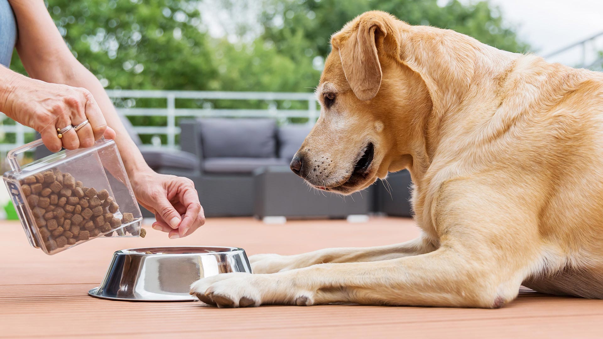 How to Choose the Right Pet Food