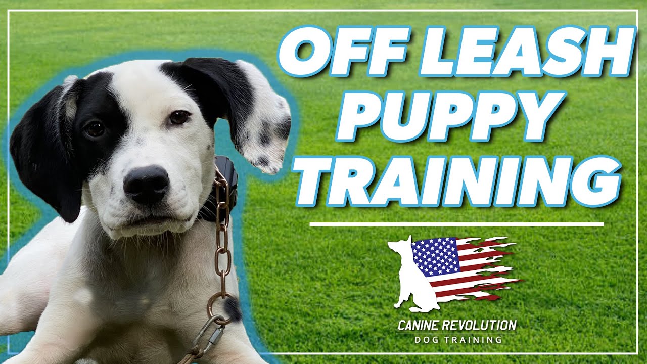 Off-Leash Training : A Step-by-Step Guide to Off-Leash Freedom